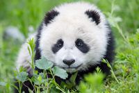 Се Цзяньго. Детёныш большой панды, который родился благодаря искусственному оплодотворению. Сычуань