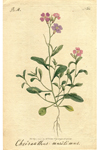 Лист № 166 из Ботанического альбома, принадлежавшего Якушкину И.Д. 1791 г.