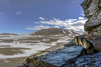 Арктика с воздуха. Фотовыставка по итогам научной экспедиции «Хозяин Арктики»-2021
