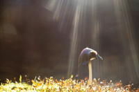 Согретый осенним солнышком. Фотограф: Т. Максимова
