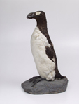 Чучело. Бескрылая гагарка Pinguinus impennis (L.,1758). Исландия. 1913