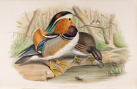 Вольф Й., Рихтер Г.К. Утка-мандаринка (из книги  Гульд Дж. Птицы Азии, 1853)