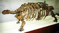 Скелет панцирного динозавра