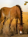 ''Лошадь'' - выставка Американского музея естественной истории 