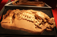 Cкелет ископаемого ящера парейазавра Deltavjatia vjatkensis (Hartmann-Weinberg) 