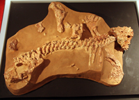 Скелет ископаемого ящера парейазавра Deltavjatia vjatkensis (Hartmann-Weinberg) 