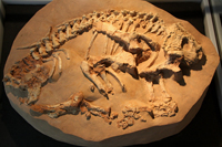 Скелет ископаемого ящера парейазавра Deltavjatia vjatkensis (Hartmann-Weinberg)