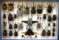 В Медведевском музее ''Бабочки и жуки мира''