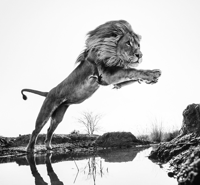 David Yarrow. Lion King. 2014 David Yarrow Photography