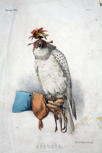 Изображение кречета в снаряжении для охоты. Из журнала «Природа», Москва, 1877 год. Бумага, хромолитография. МГОМЗ