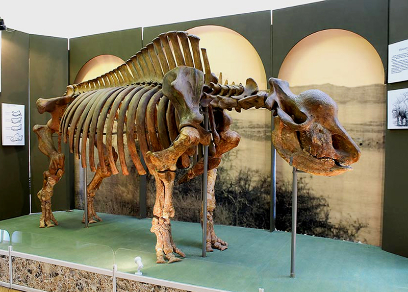 Скелет ископаемого носорога (Эласмотерий Сибирский)