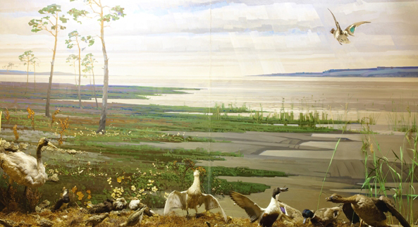 Экспозиция «Жизнь Белого моря. Экология города». «Природа Северной тайги»